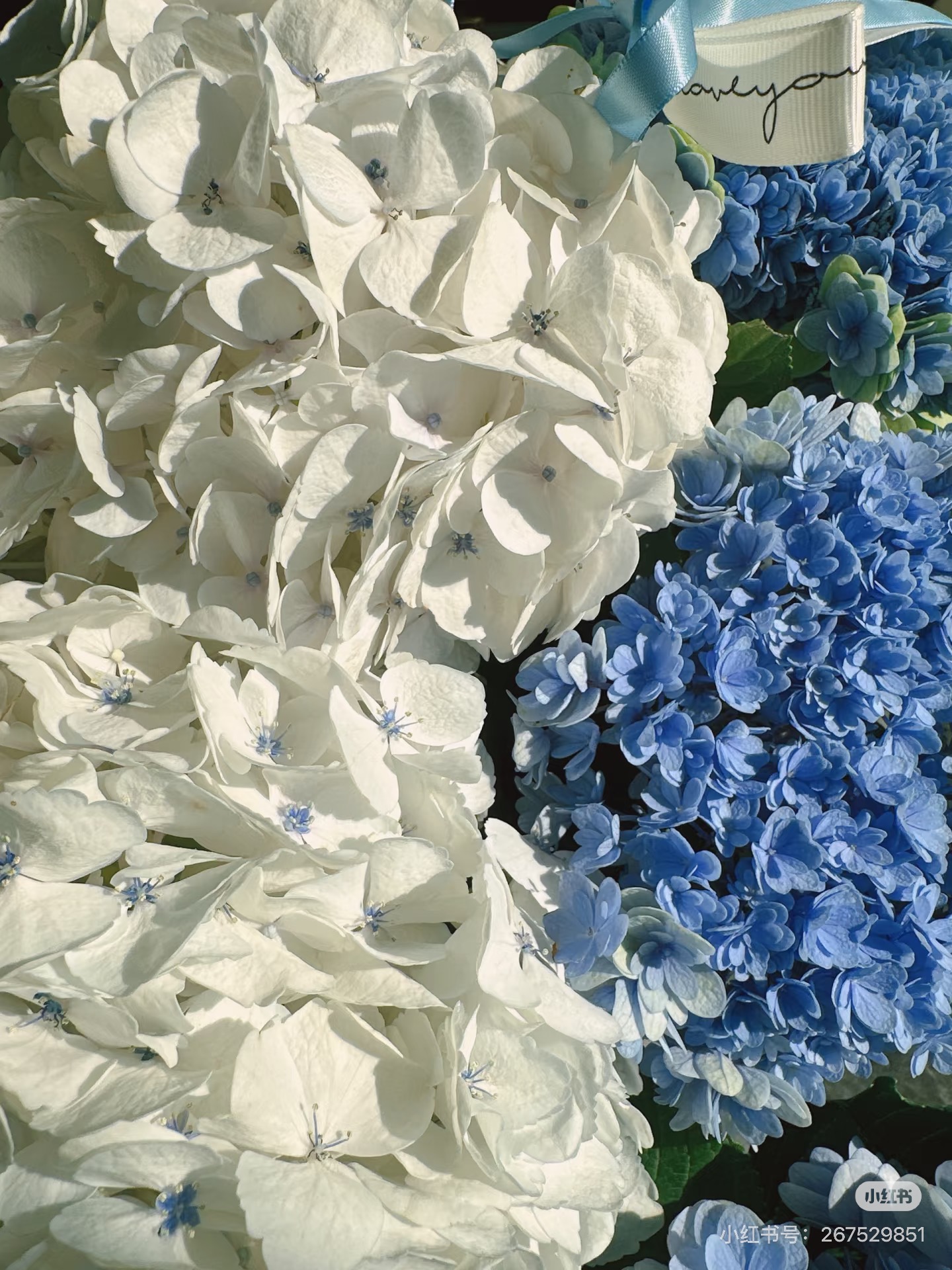 Mira Fleur residential floral — composed for the home